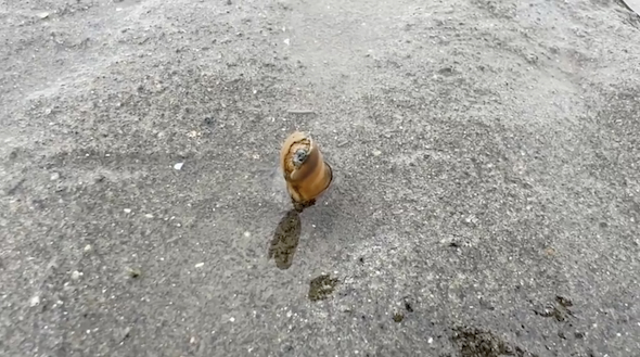 あっという間に砂の中に入るマテガイ