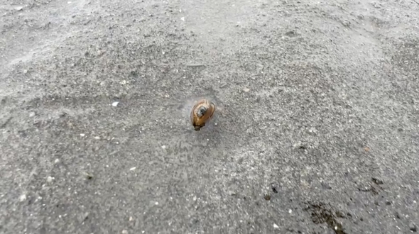 ほとんど砂に潜ったマテガイ