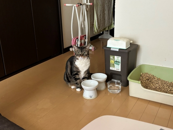 圧強ネコさん