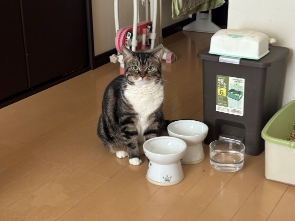 圧強ネコさん