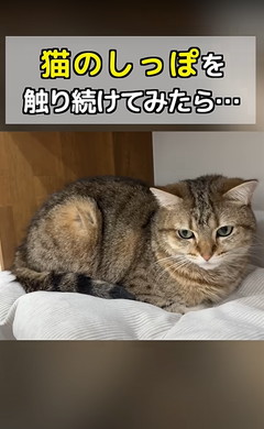 猫ちゃんのしっぽをさわる