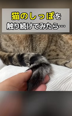 猫ちゃんのしっぽをさわる