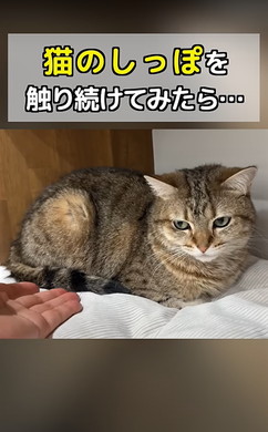 猫ちゃんのしっぽをさわる