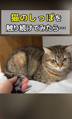 猫ちゃんのしっぽをさわる