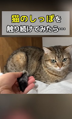猫ちゃんのしっぽをさわる