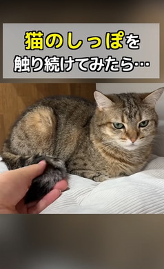 猫ちゃんのしっぽをさわる