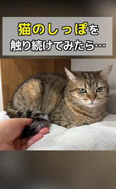 猫ちゃんのしっぽをさわる