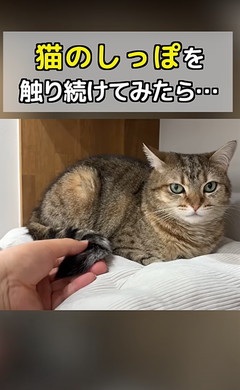 猫ちゃんのしっぽをさわる