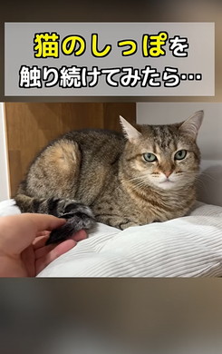 猫ちゃんのしっぽをさわる
