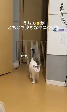 どちどち歩きの猫ちゃん
