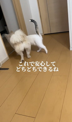 どちどち歩きの猫ちゃん