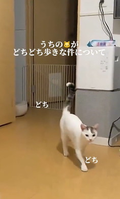 どちどち歩きの猫ちゃん