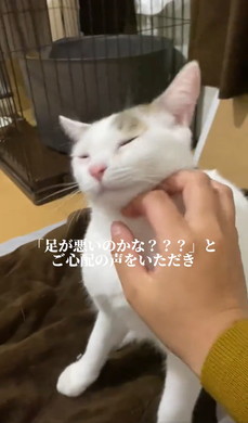 どちどち歩きの猫ちゃん
