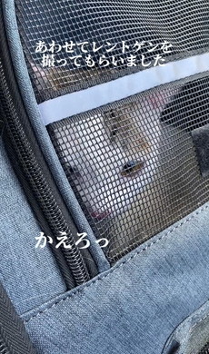 どちどち歩きの猫ちゃん