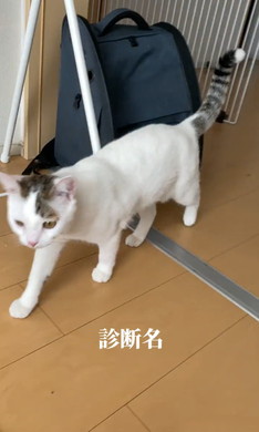 どちどち歩きの猫ちゃん