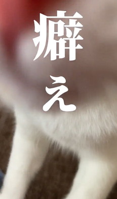 どちどち歩きの猫ちゃん