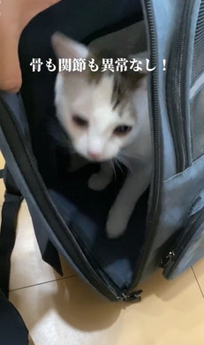 どちどち歩きの猫ちゃん