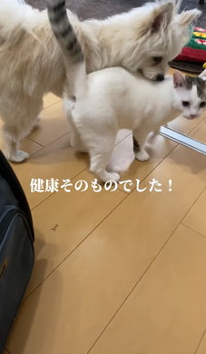 どちどち歩きの猫ちゃん