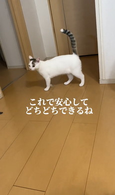 どちどち歩きの猫ちゃん