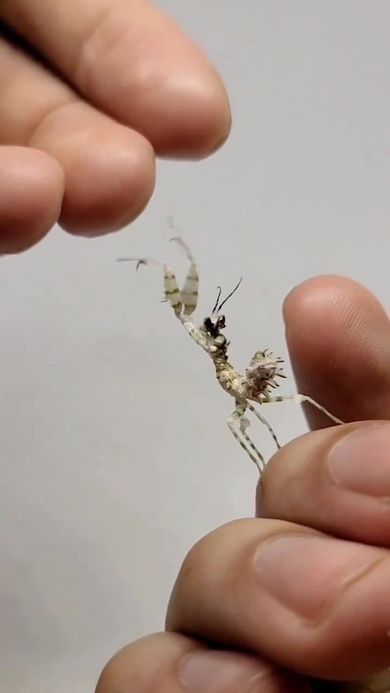 飼い主の手に乗ろうと前足の鎌を伸ばすカマキリ