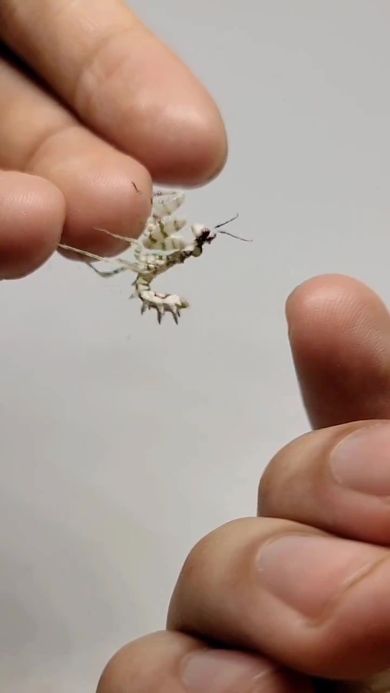 飼い主の手に乗ろうと前足の鎌を伸ばすカマキリ