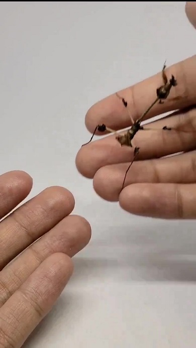 飼い主の手に乗ろうと前足の鎌を伸ばすカマキリ