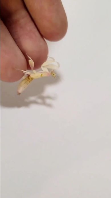 飼い主の手に乗ろうと前足の鎌を伸ばすカマキリ