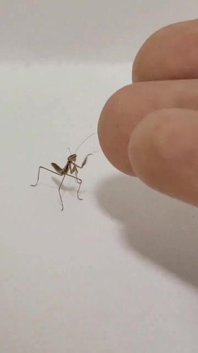 飛び乗ろうとしているカマキリ