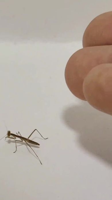 失敗して転倒してしまったカマキリ