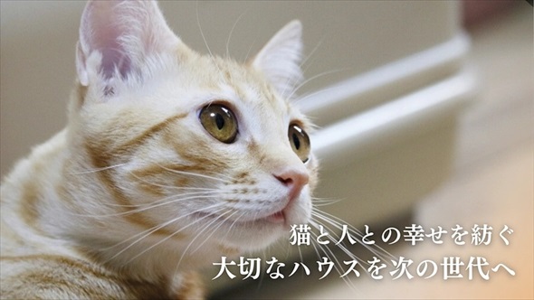 新玉旅館　猫ハウスクラファン