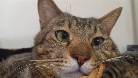 新玉旅館　猫ハウスクラファン