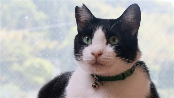 新玉旅館　猫ハウスクラファン