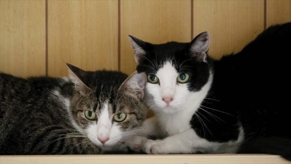 新玉旅館　猫ハウスクラファン