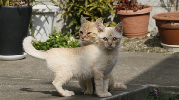 新玉旅館　猫ハウスクラファン