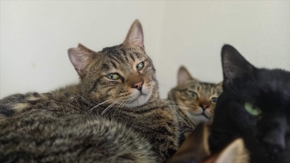 新玉旅館　猫ハウスクラファン