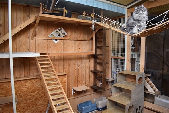 新玉旅館　猫ハウスクラファン