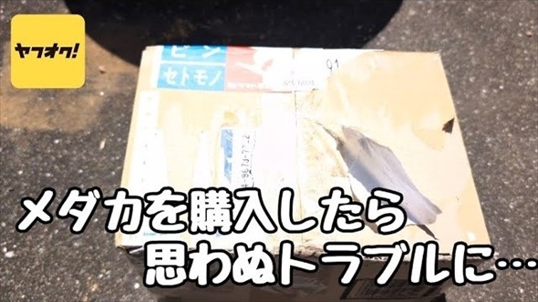 メダカを購入したら思わぬトラブルに