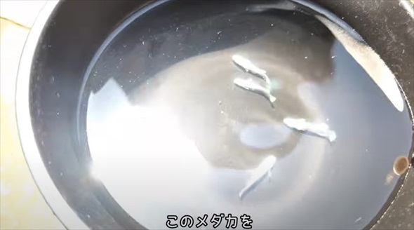 メダカを購入したら思わぬトラブルに
