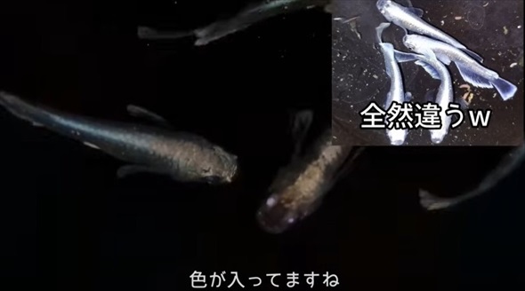 メダカを購入したら思わぬトラブルに