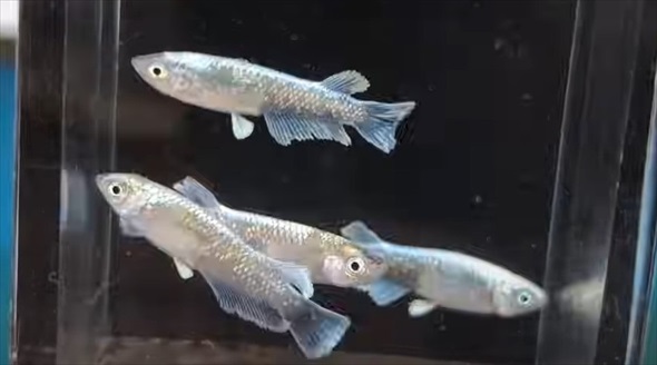 メダカを購入したら思わぬトラブルに