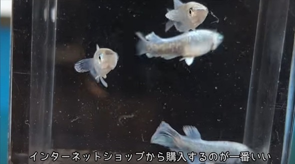 メダカを購入したら思わぬトラブルに