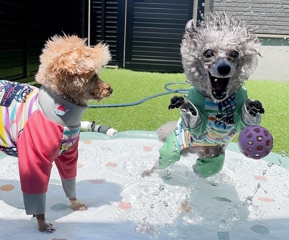 水遊びしてたら妖怪化したトイプードル