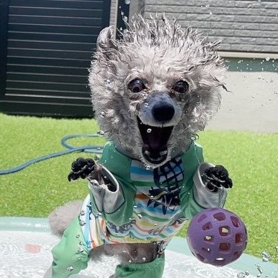 水遊びしてたら妖怪化したトイプードル