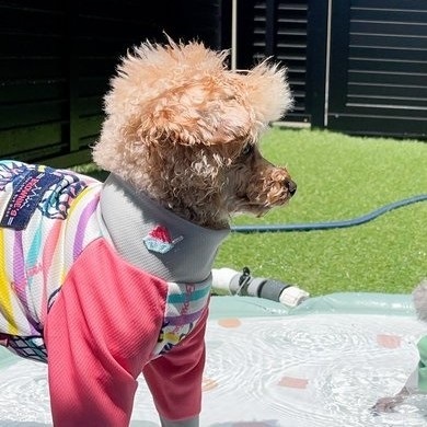 水遊びしてたら妖怪化したトイプードル