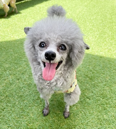 水遊びしてたら妖怪化したトイプードル