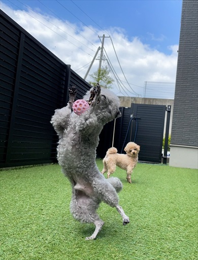 水遊びしてたら妖怪化したトイプードル