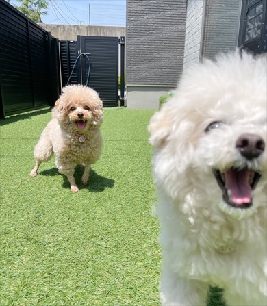 水遊びしてたら妖怪化したトイプードル