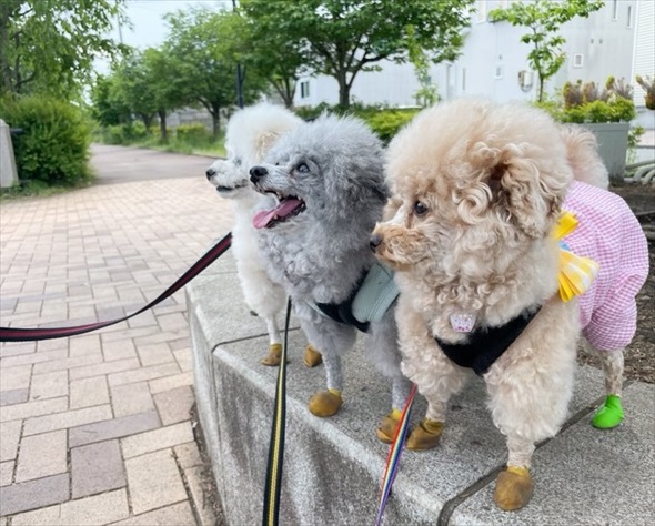 水遊びしてたら妖怪化したトイプードル