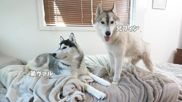 ハスキー