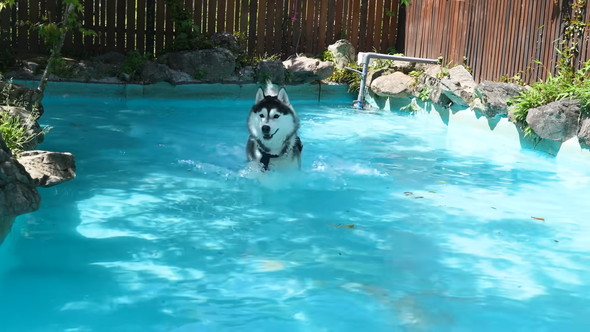 プールに入るシベリアンハスキーのワンコ
